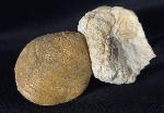Neocrassina obliqua (LAMARCK 1819) - Bild &copy; FossNet FossilienStore